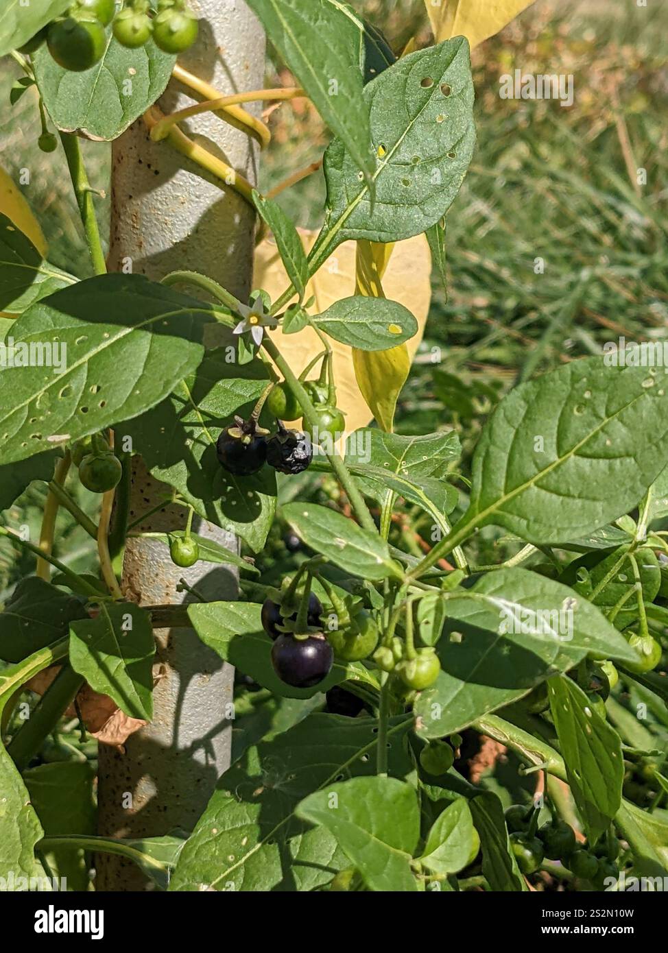 eastern black nightshade (Solanum emulans Stock Photo - Alamy