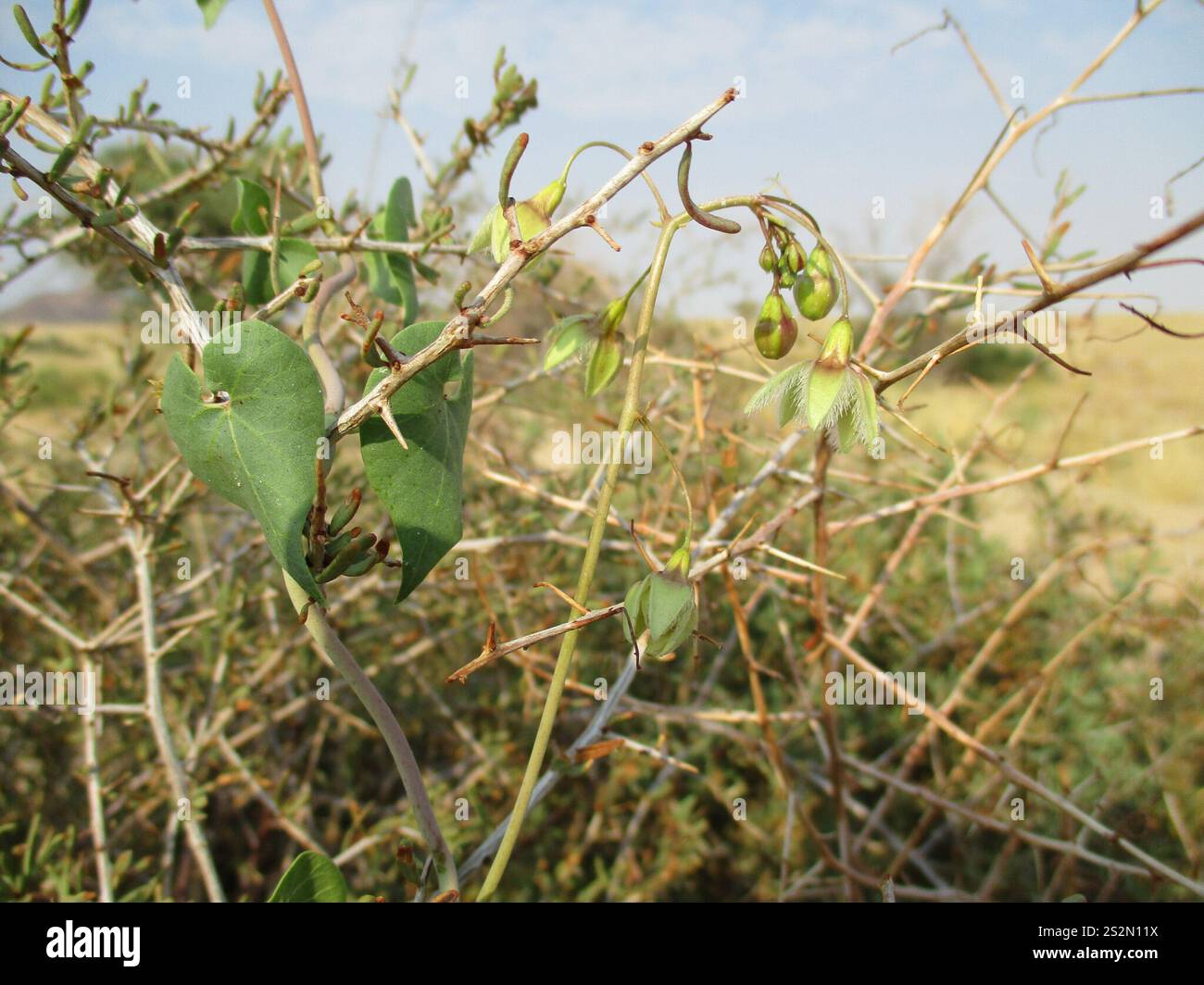 Daemia Trellis-vine (Pergularia daemia Stock Photo - Alamy