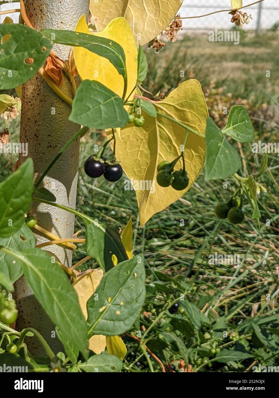 eastern black nightshade (Solanum emulans Stock Photo - Alamy