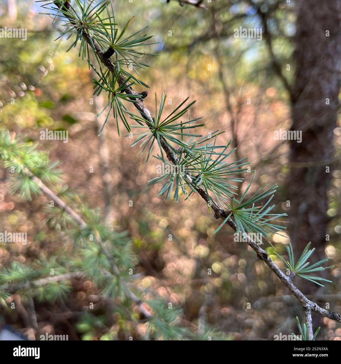 tamarack (Larix laricina Stock Photo - Alamy
