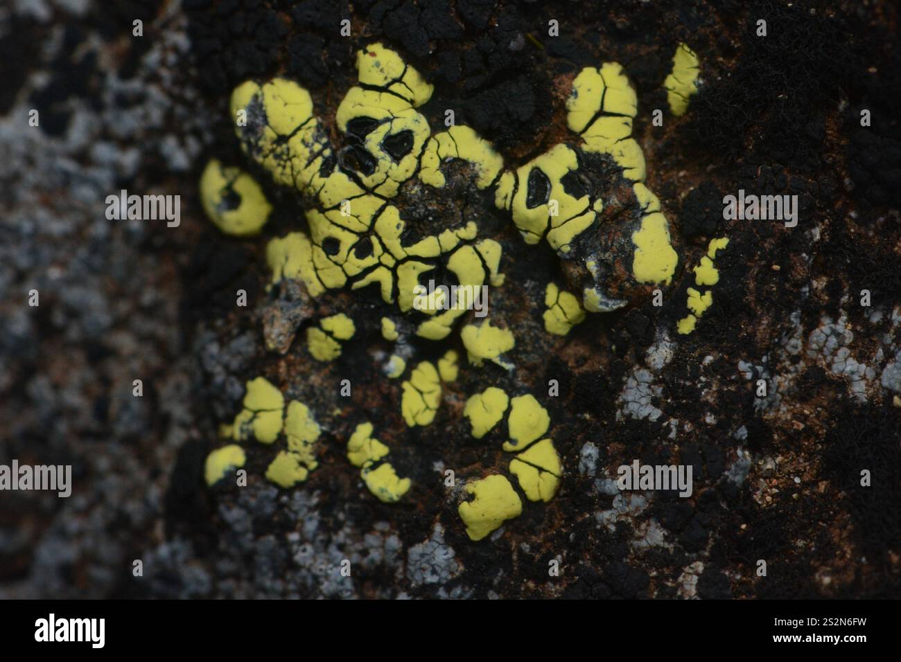 lemon map lichen (Rhizocarpon macrosporum Stock Photo - Alamy