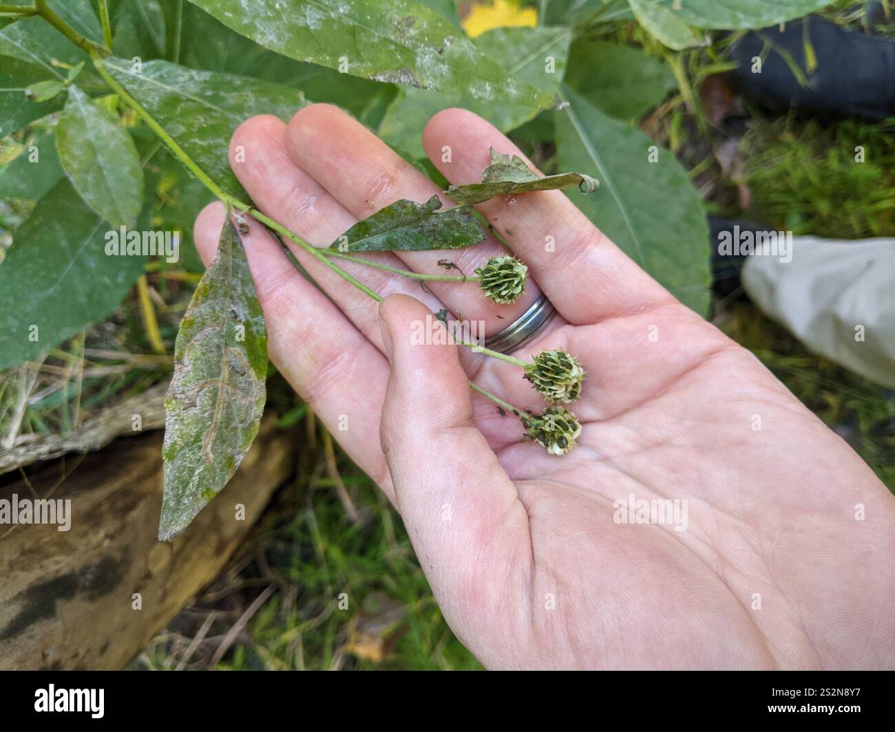 Wingstem Dead Wingstem (Verbesina alternifolia Stock Photo - Alamy