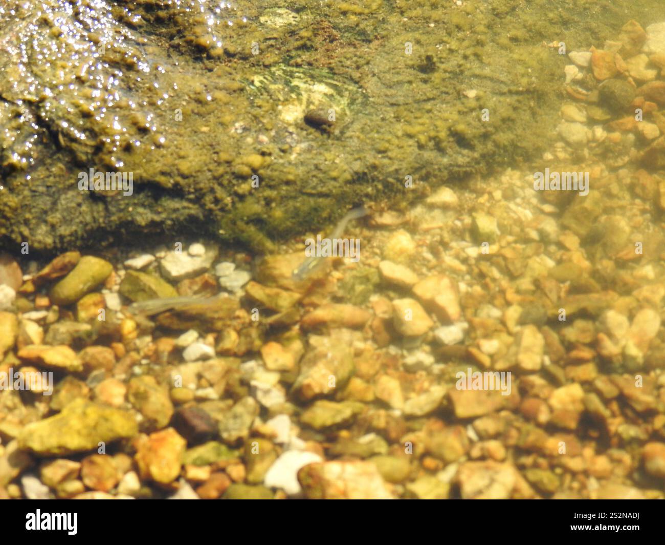 Western Mosquitofish (Gambusia affinis Stock Photo - Alamy