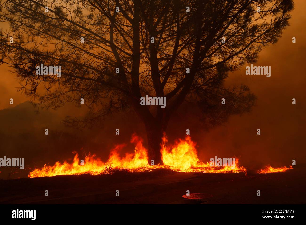 A field catches fire under a tree during the Palisades Fire in the