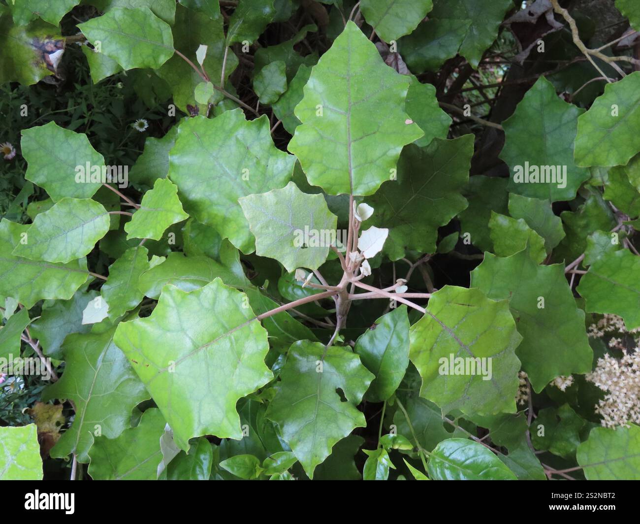 Rangiora (Brachyglottis repanda Stock Photo - Alamy
