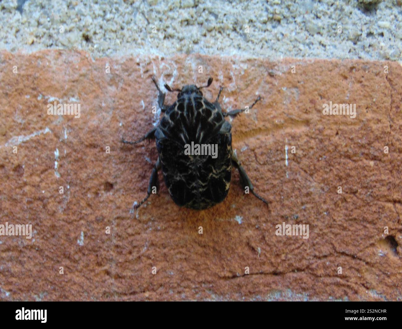 Gymnetis hi-res stock photography and images - Alamy