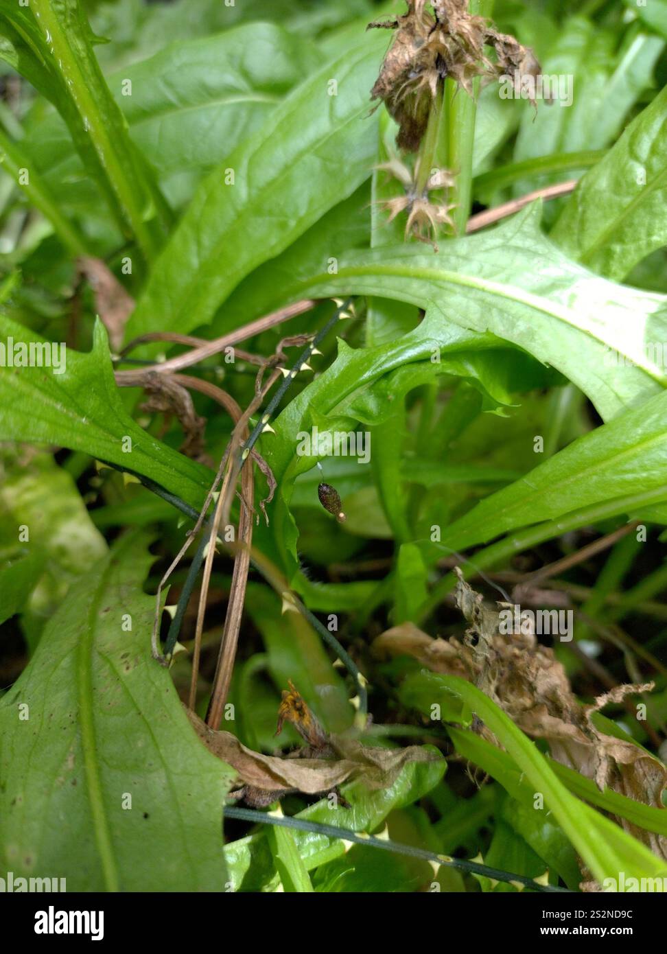 Meteorus Basket-cocoon parasitoid (Meteorus pulchricornis Stock Photo - Alamy