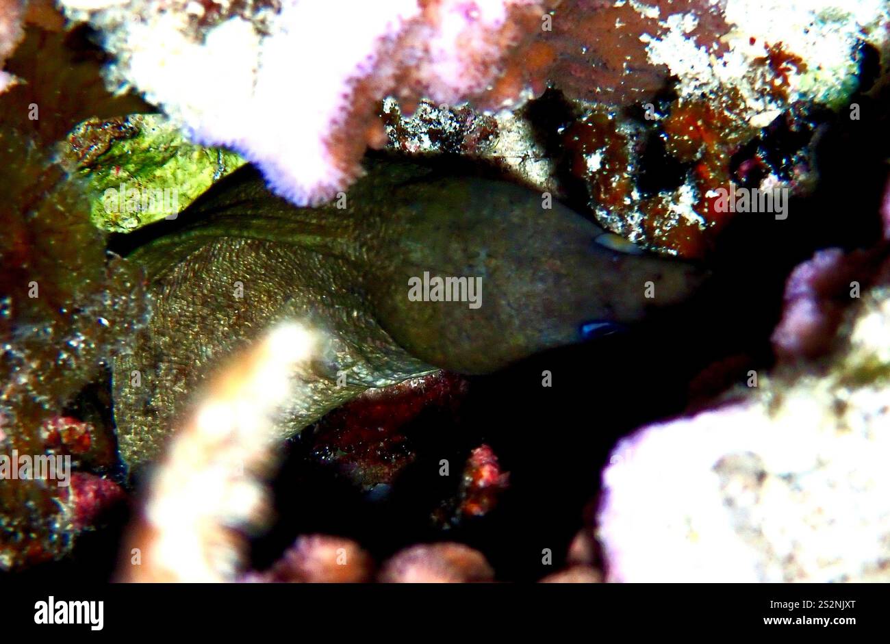 Common Morays (Gymnothorax Stock Photo Alamy