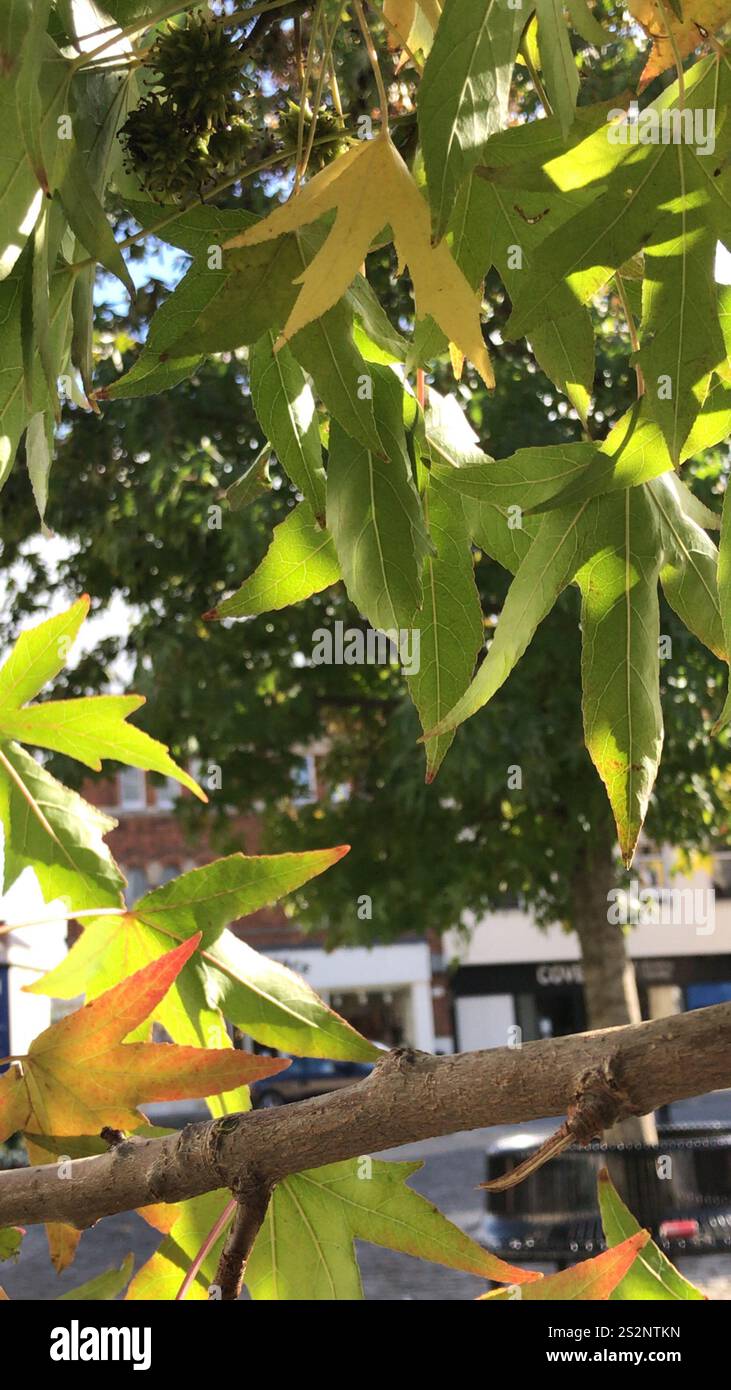 Chinese Sweetgum (Liquidambar formosana) Stock Photo