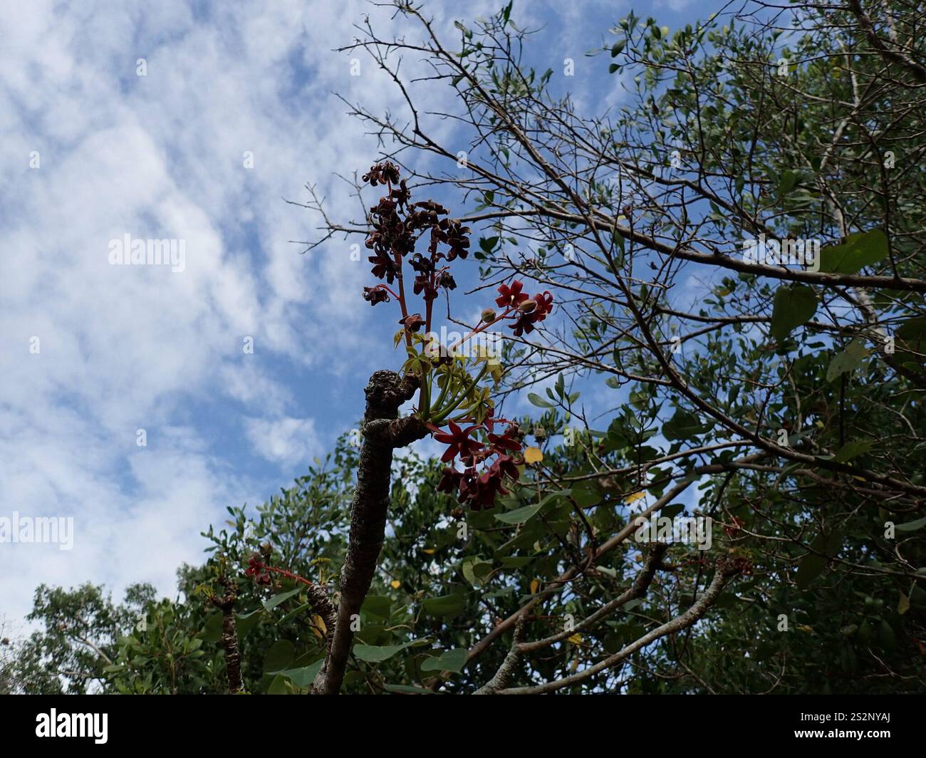 flowering plants (Angiospermae Stock Photo - Alamy
