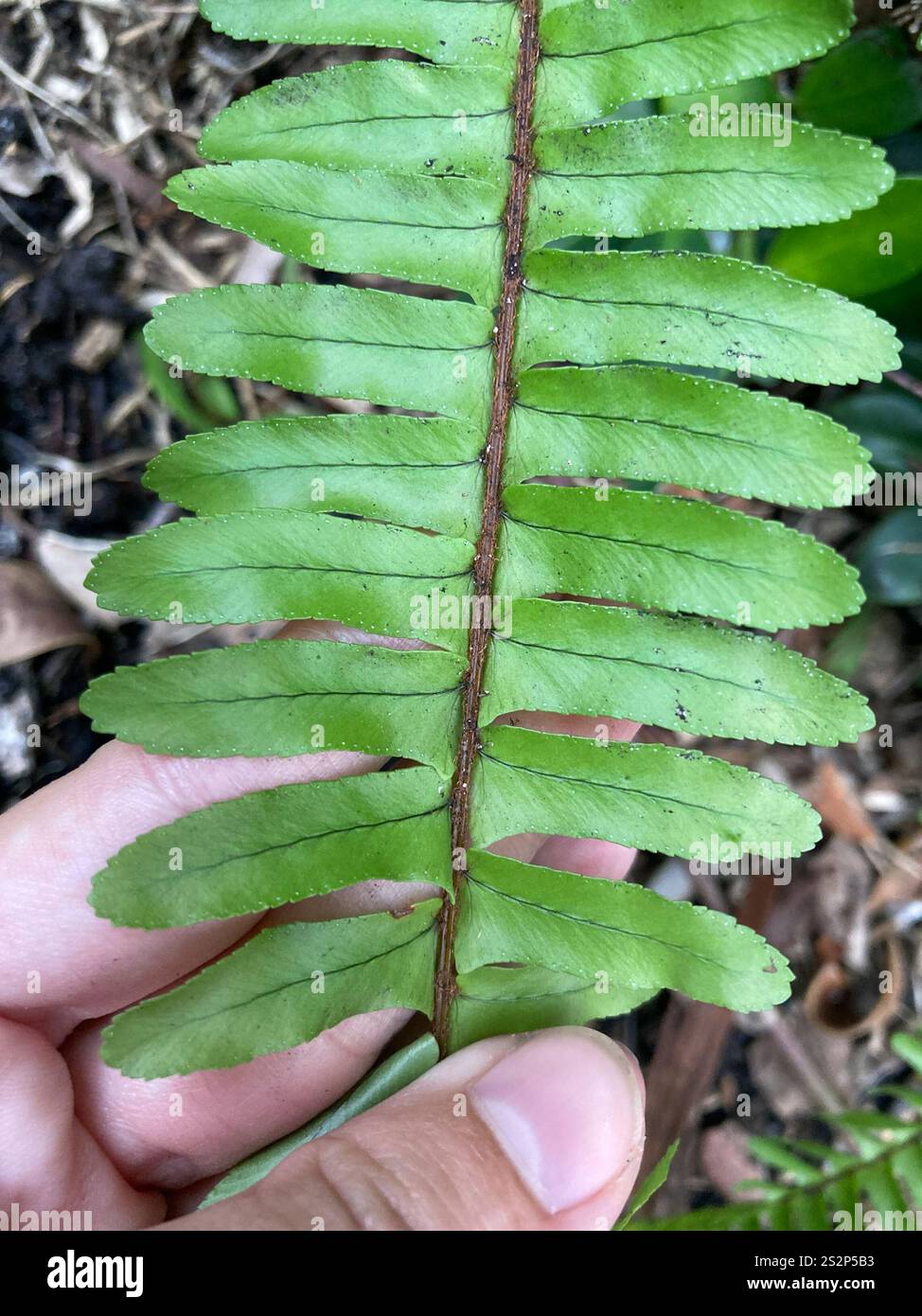 Fishbone Fern (Nephrolepis cordifolia Stock Photo - Alamy