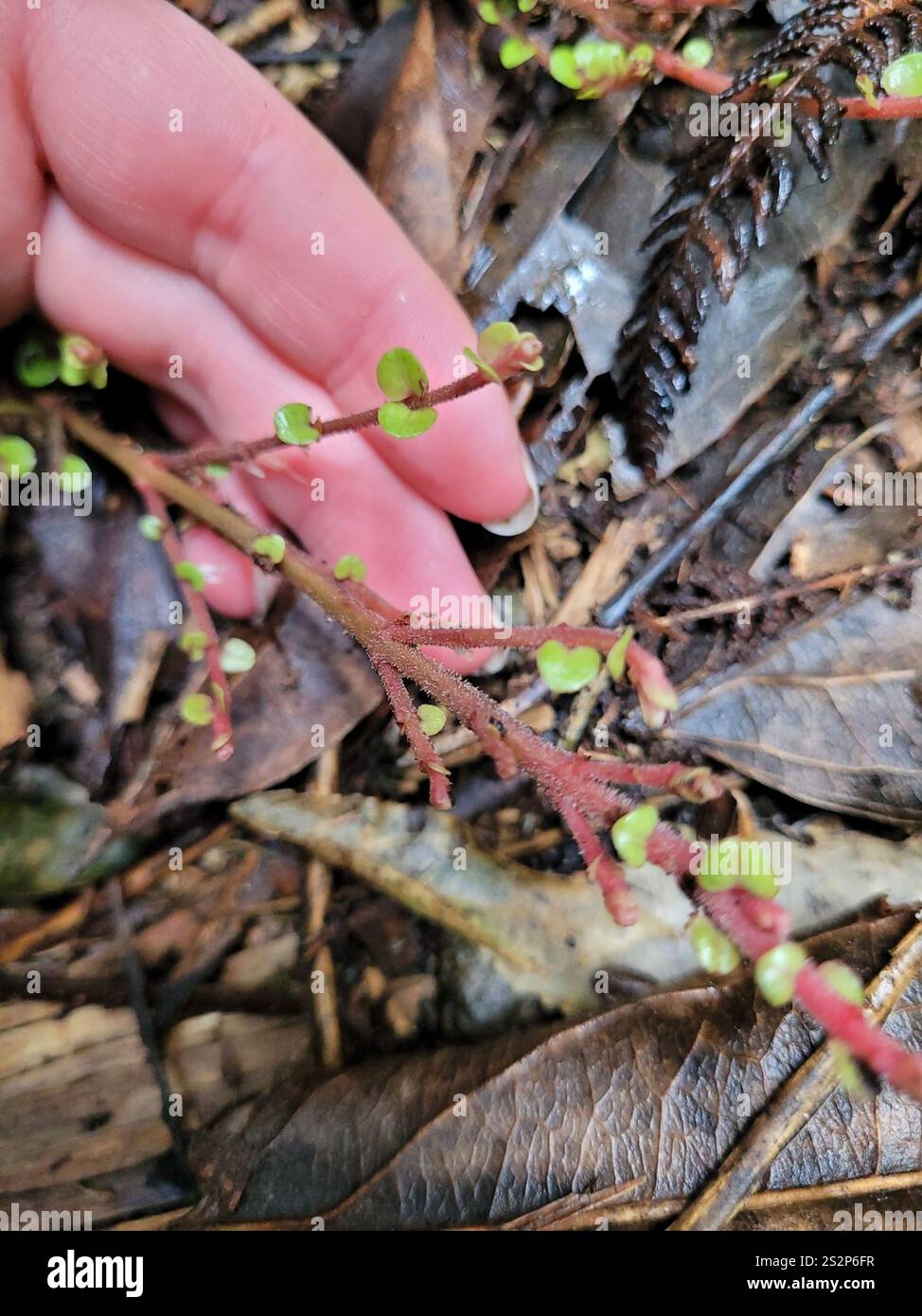 climbing rātā (Metrosideros perforata Stock Photo - Alamy