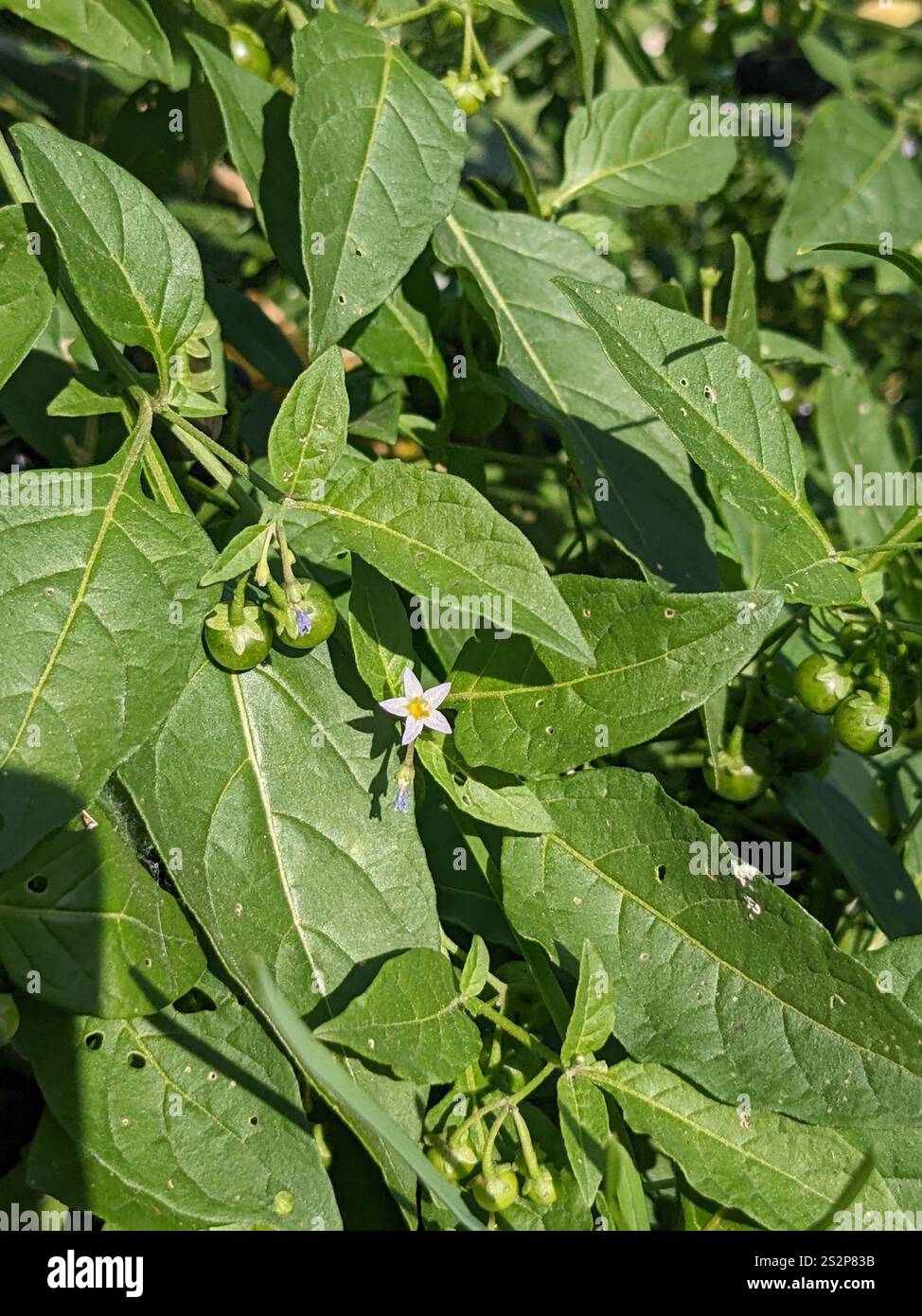 eastern black nightshade (Solanum emulans Stock Photo - Alamy