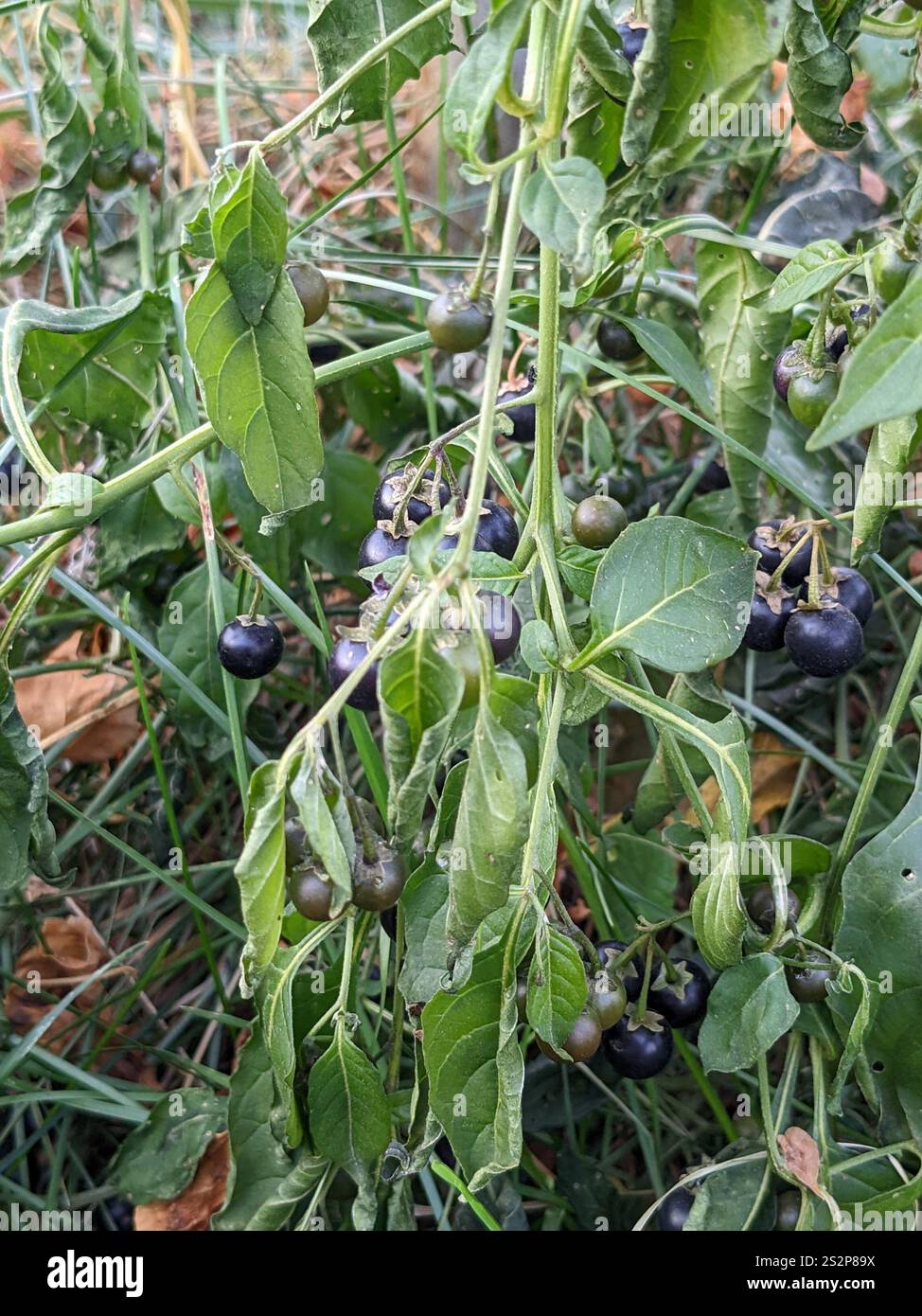 eastern black nightshade (Solanum emulans Stock Photo - Alamy