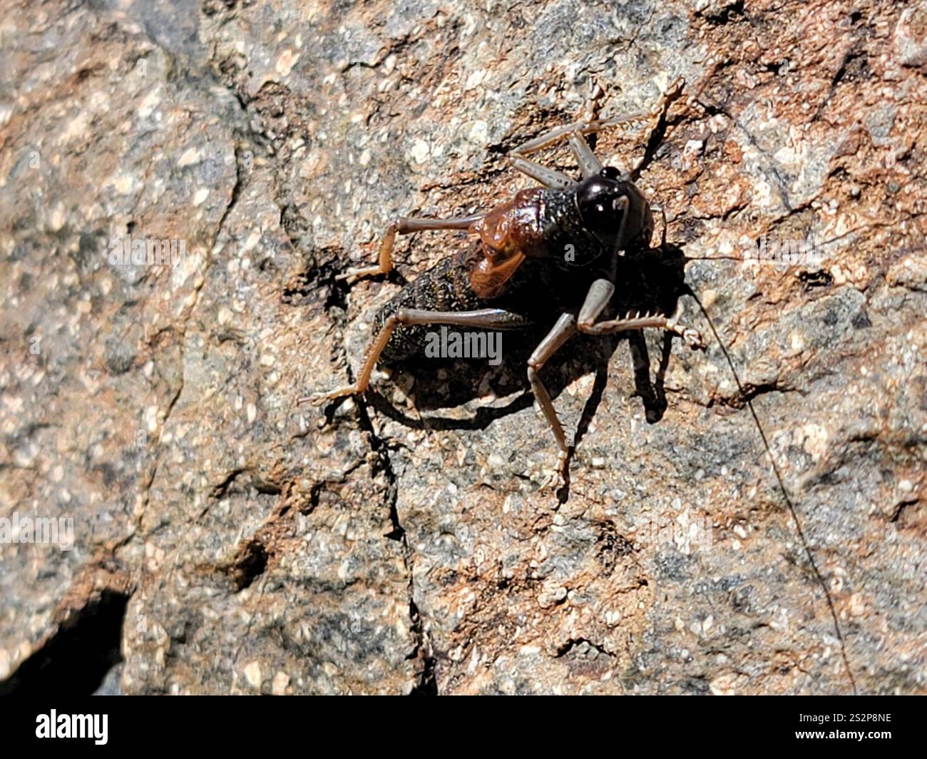 Alpine Shield Alpine Shieldback (Acrodectes philopagus Stock Photo - Alamy