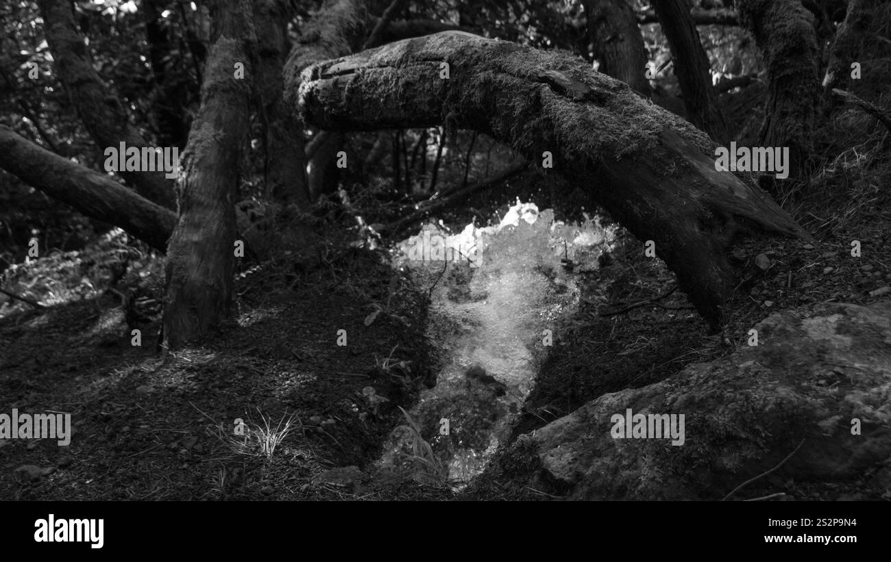 A black and white photograph of a small woodland spring flowing from ...