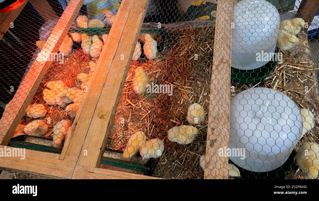 Rearing station hi-res stock photography and images - Alamy