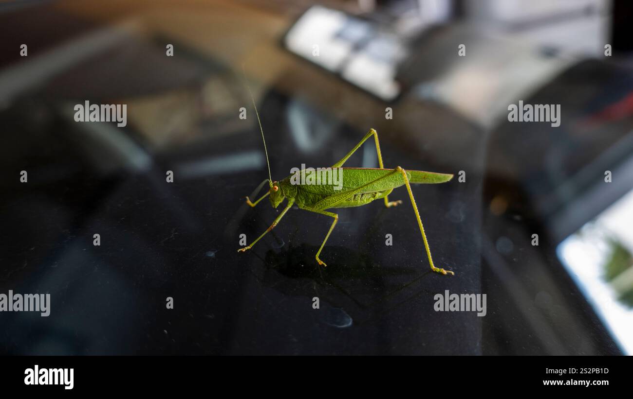 Setting up windshield hi-res stock photography and images - Alamy