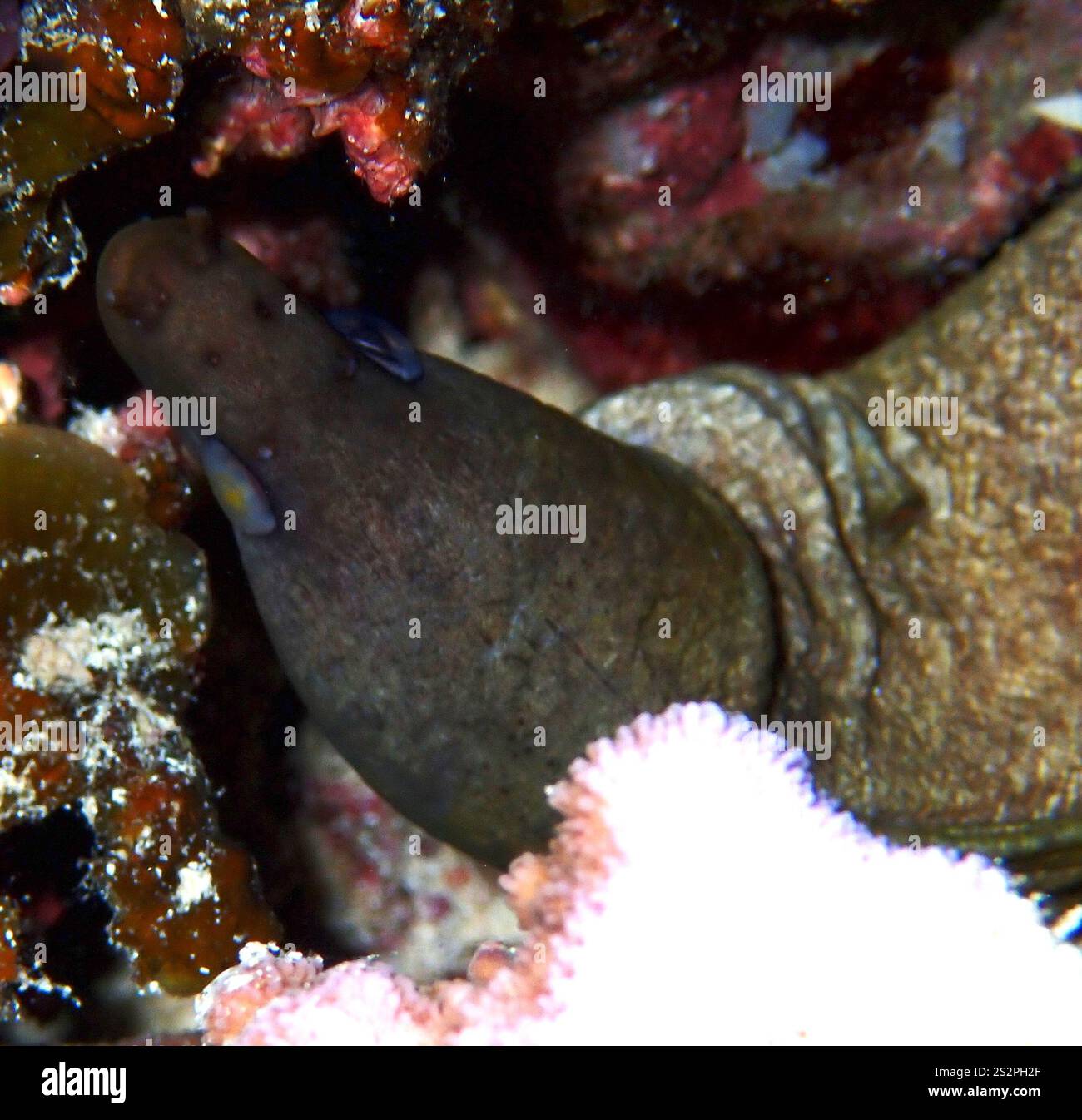 Common Morays (Gymnothorax Stock Photo Alamy