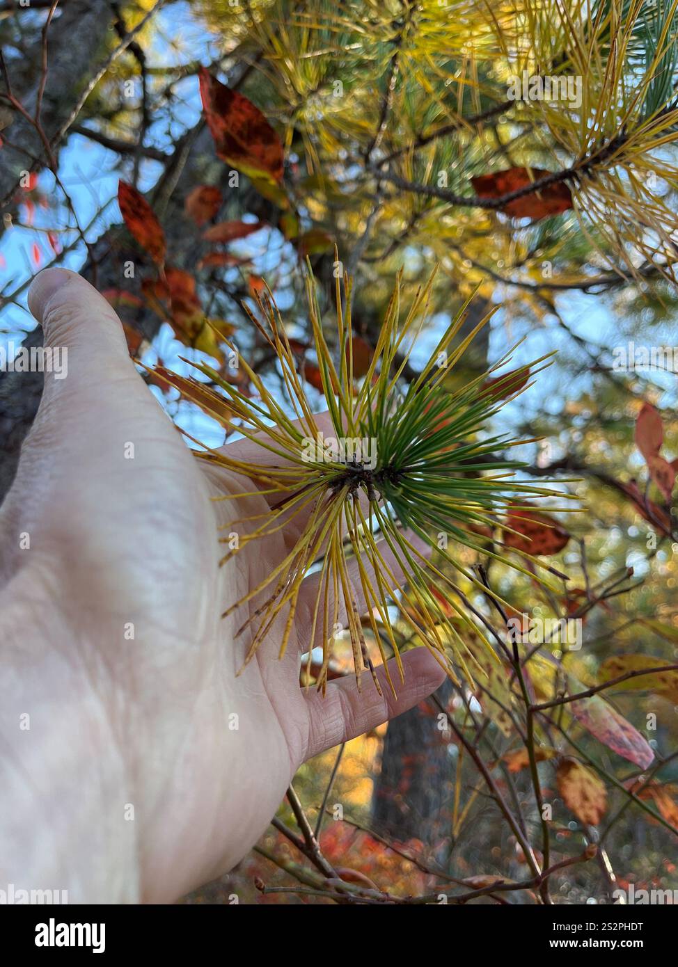 pitch pine (Pinus rigida Stock Photo - Alamy