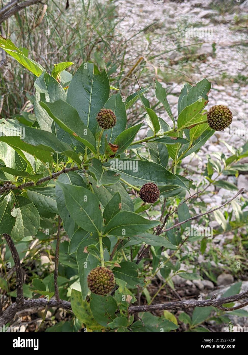 buttonbush (Cephalanthus occidentalis Stock Photo - Alamy
