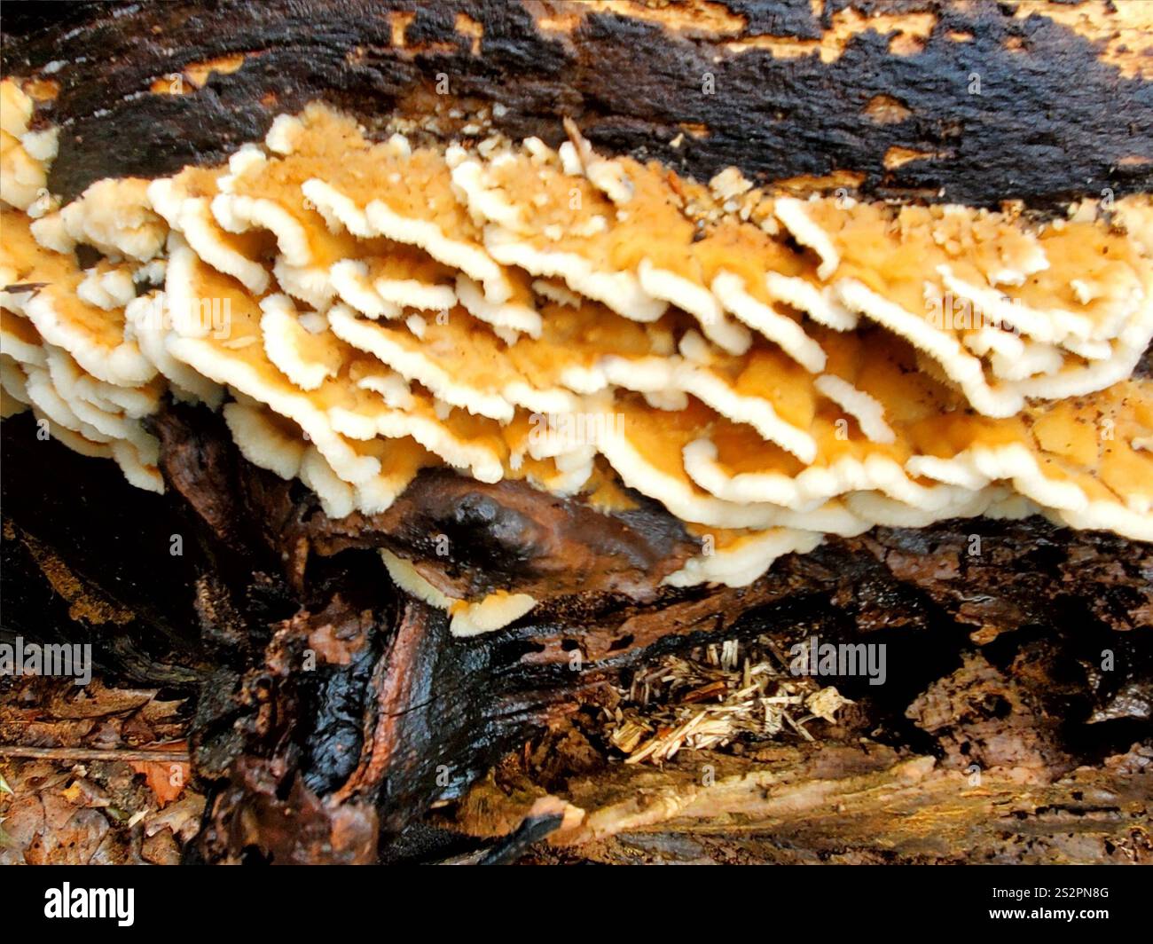 Deer-colored Trametes (Trametopsis cervina Stock Photo - Alamy