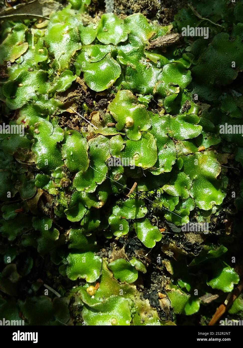 Crescent cup Liverwort Lunularia Cruciata Stock Photo Alamy crescent-cup-liverwort-lunularia-cruciata-stock-photo-alamy