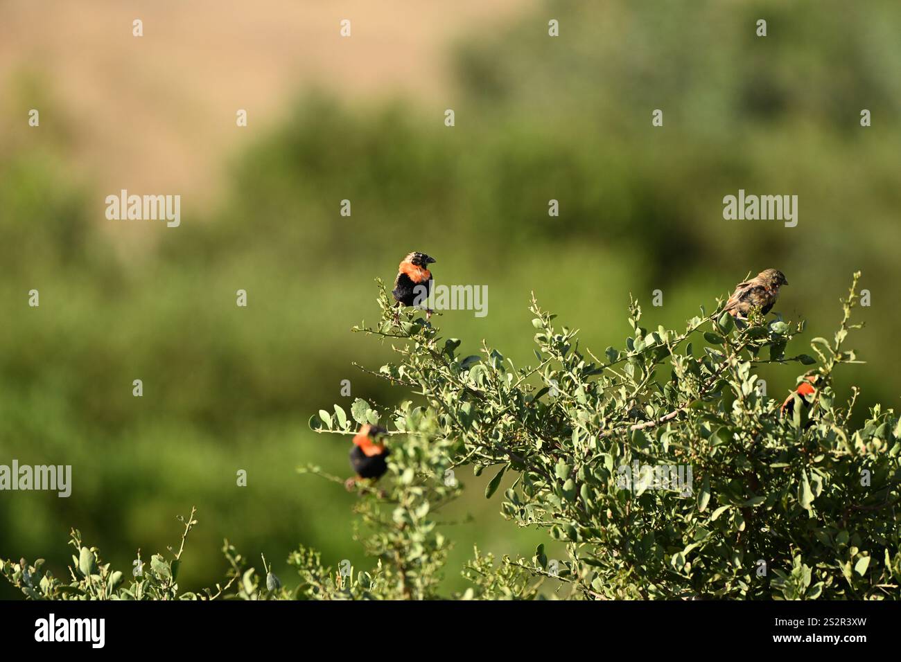 Red bishop bird, south africa Stock Photo