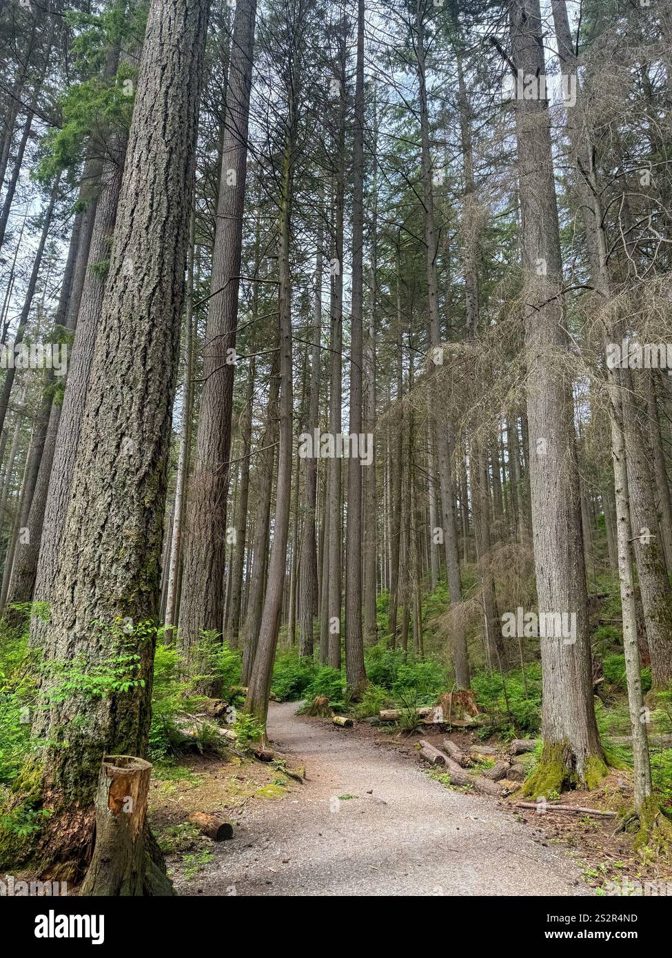 Capilano Regional Park in North Vancouver, British Columbia, Canada. - Smartphone Captured Stock Image
