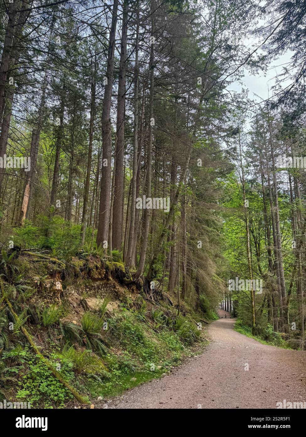 Capilano Regional Park in North Vancouver, British Columbia, Canada. - Smartphone Captured Stock Image