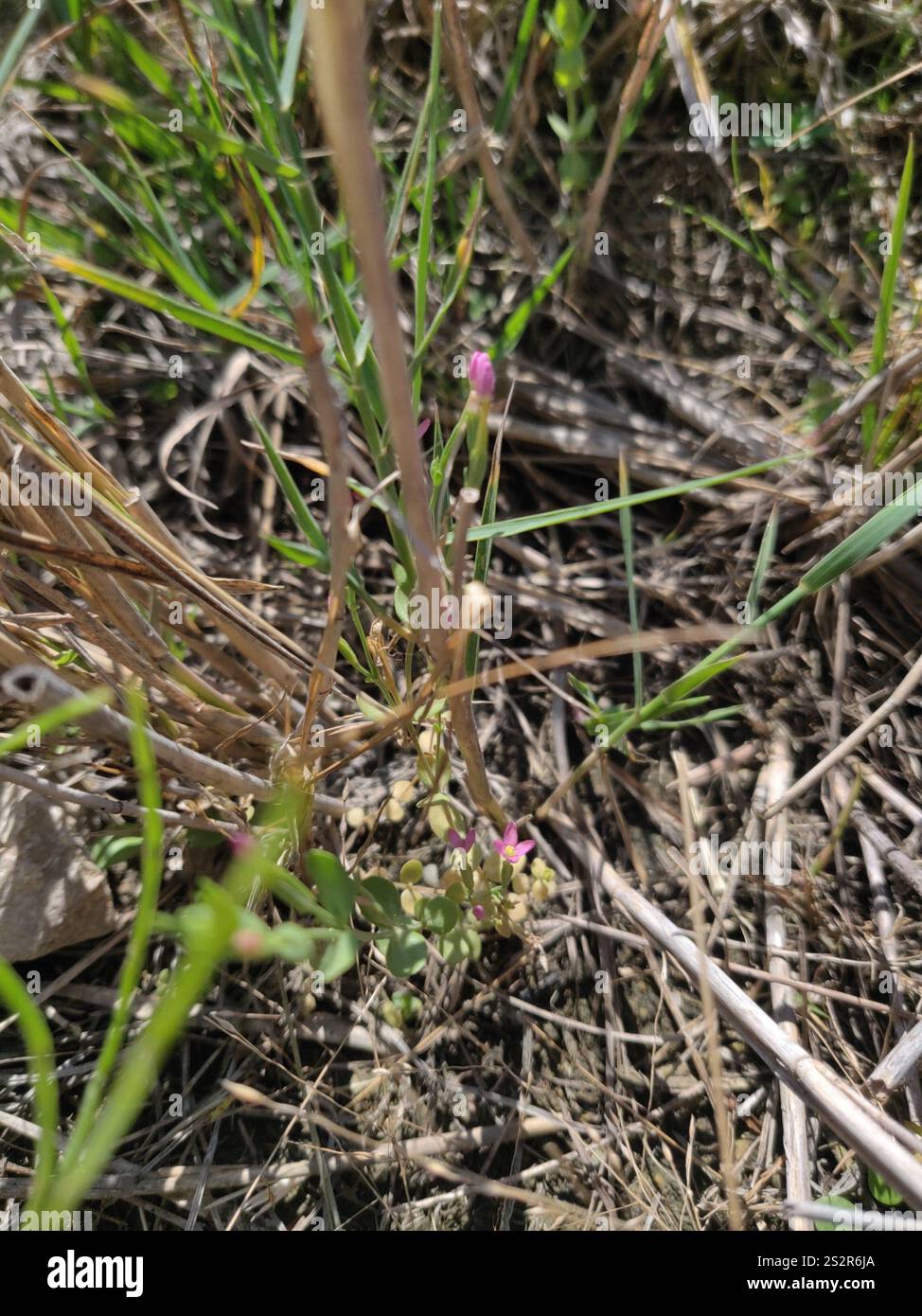 Lesser Centaury Centaurium pulchellum hi-res stock photography and images - Alamy