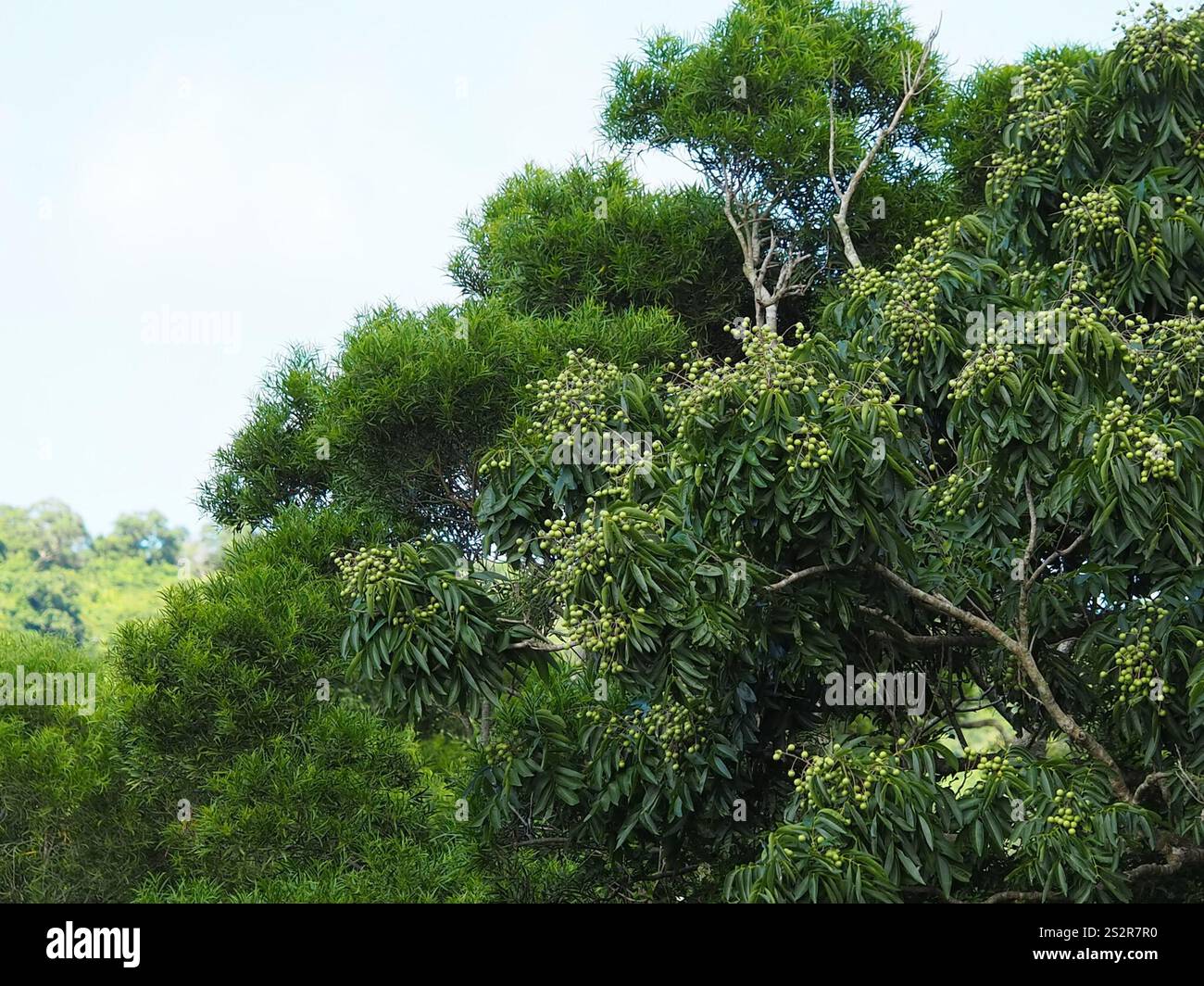 Reetha Tree Images Reetha (Sapindus mukorossi Stock Photo - Alamy