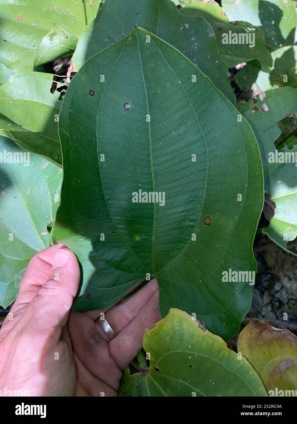 Creeping burhead (Echinodorus cordifolius Stock Photo - Alamy