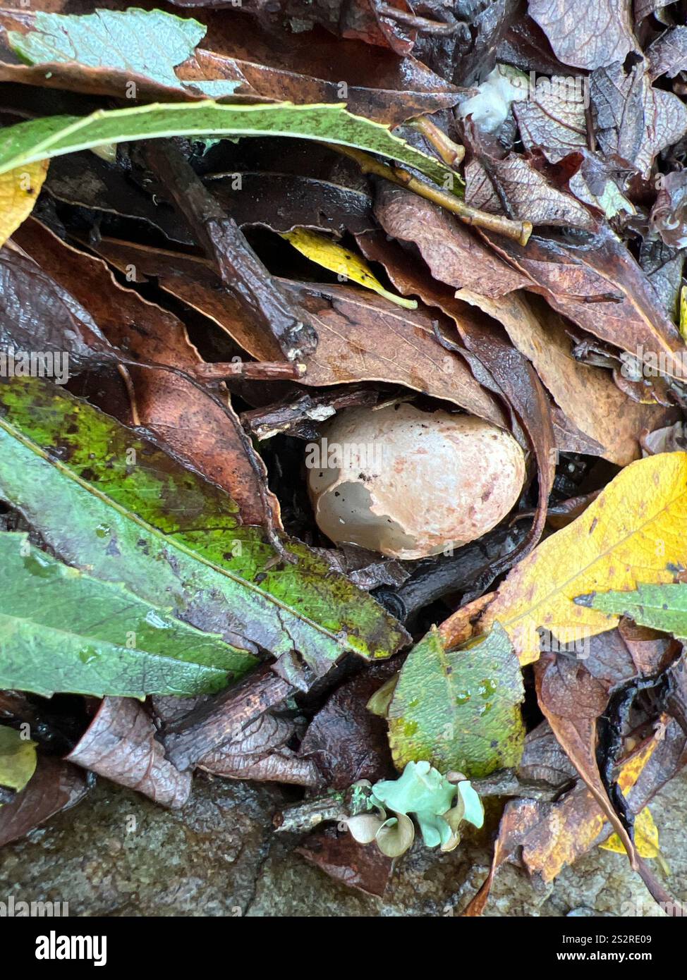 devil's dipstick (Mutinus elegans Stock Photo - Alamy