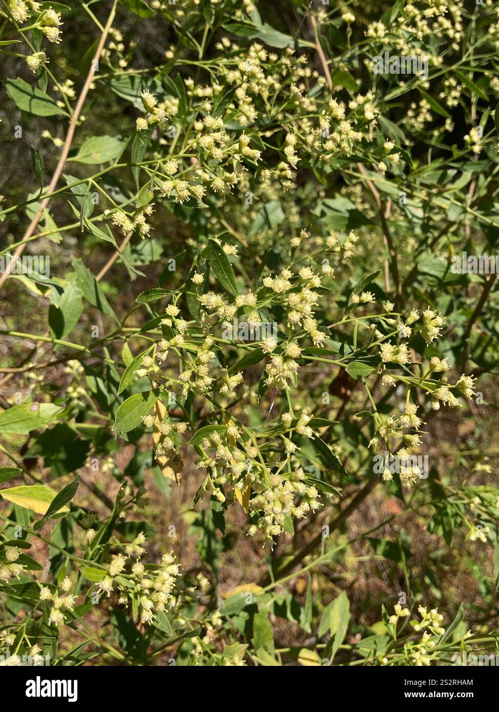 groundsel tree (Baccharis halimifolia Stock Photo - Alamy