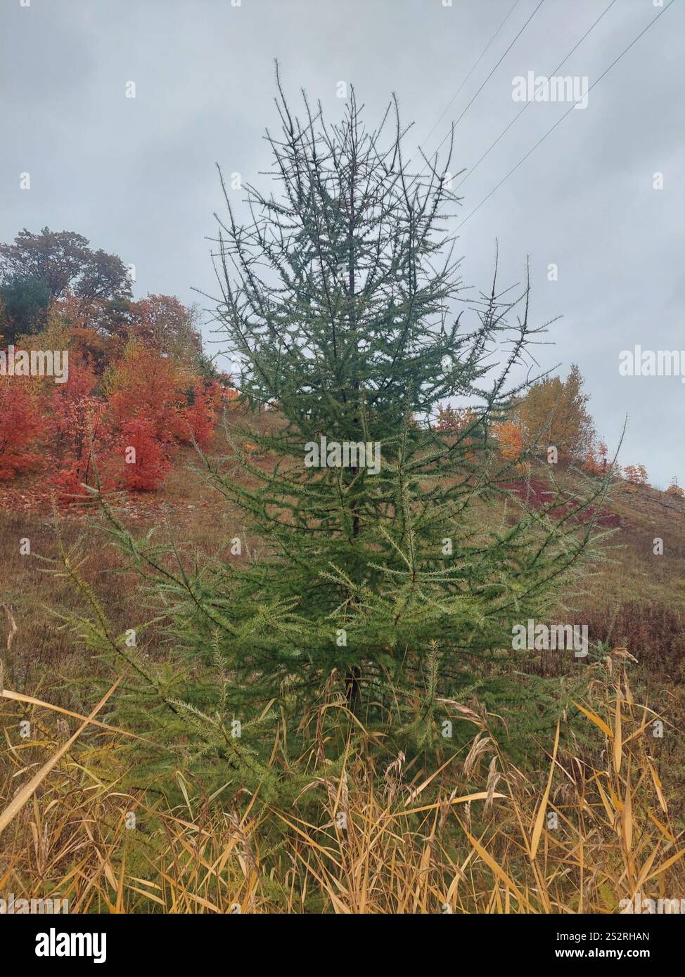 tamarack (Larix laricina Stock Photo - Alamy