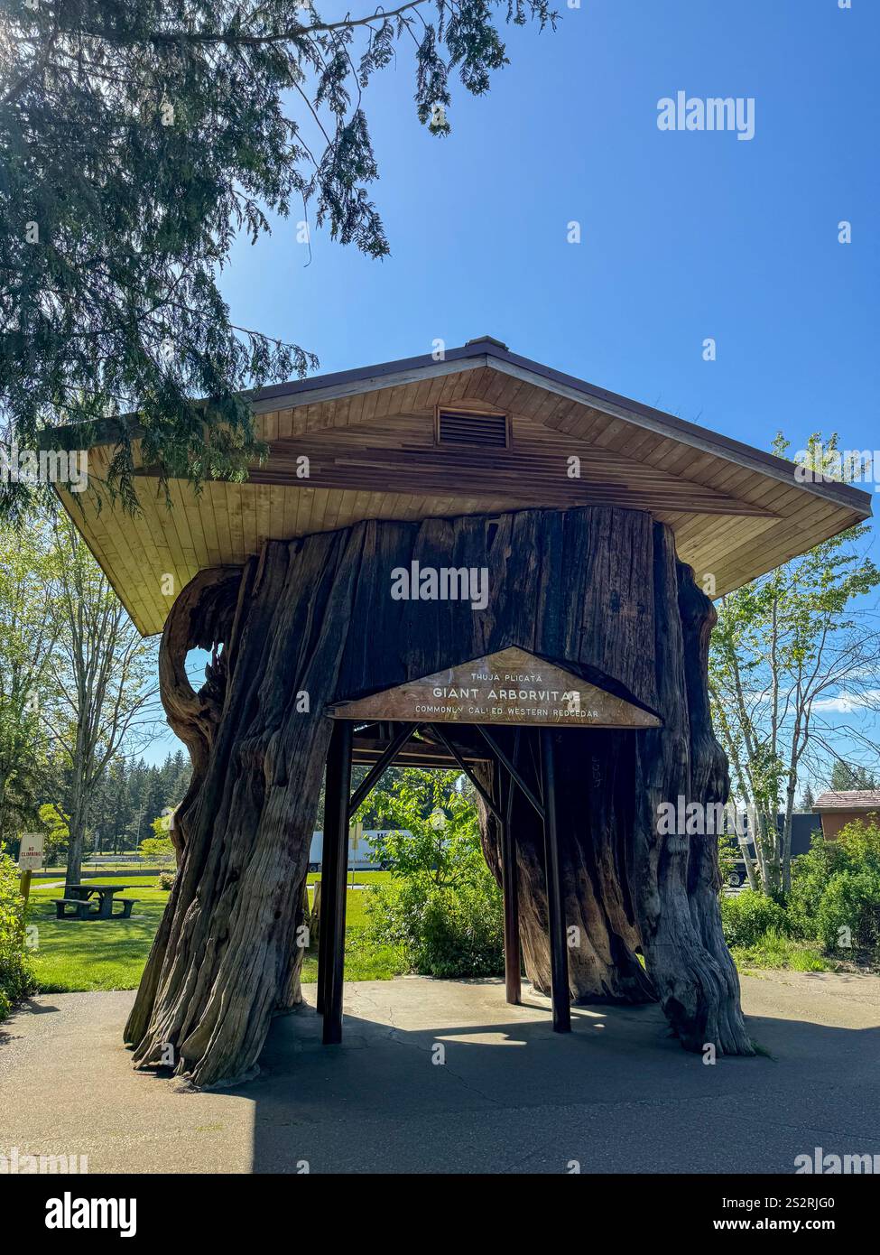 You can find the Giant Cedar Stump at the Smokey Point Rest Stop on Interstate 5 in Washington State. - Smartphone Captured Stock Image