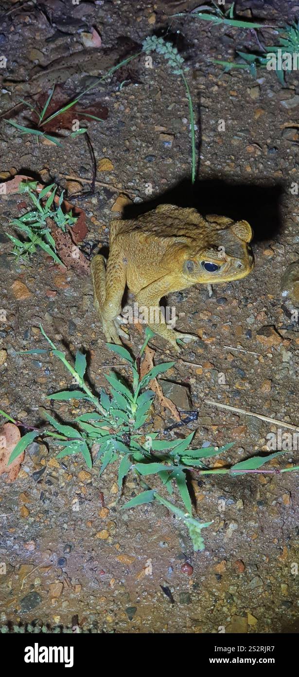 Cane Toad (Rhinella marina Stock Photo - Alamy
