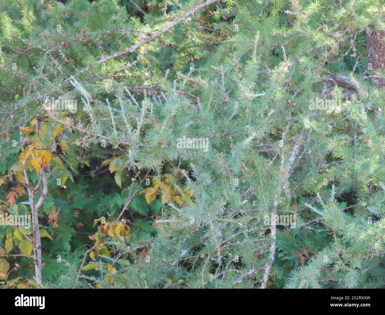 tamarack (Larix laricina Stock Photo - Alamy