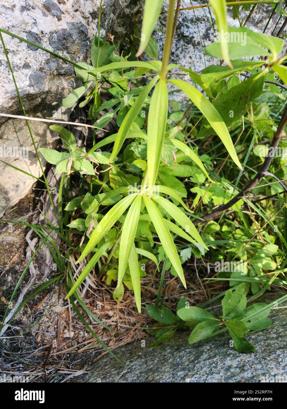 lemon lily (Lilium parryi) Stock Photo