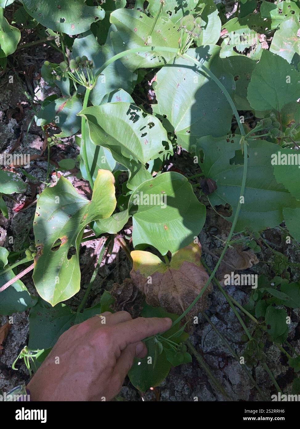 Creeping burhead (Echinodorus cordifolius Stock Photo - Alamy