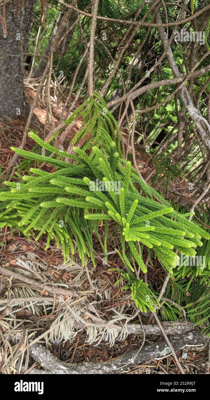Cook Pine Cook pine (Araucaria columnaris Stock Photo - Alamy