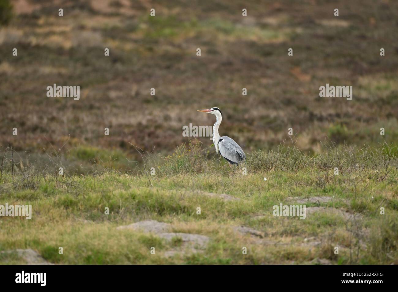 Grey heron in wilderness hi-res stock photography and images - Alamy
