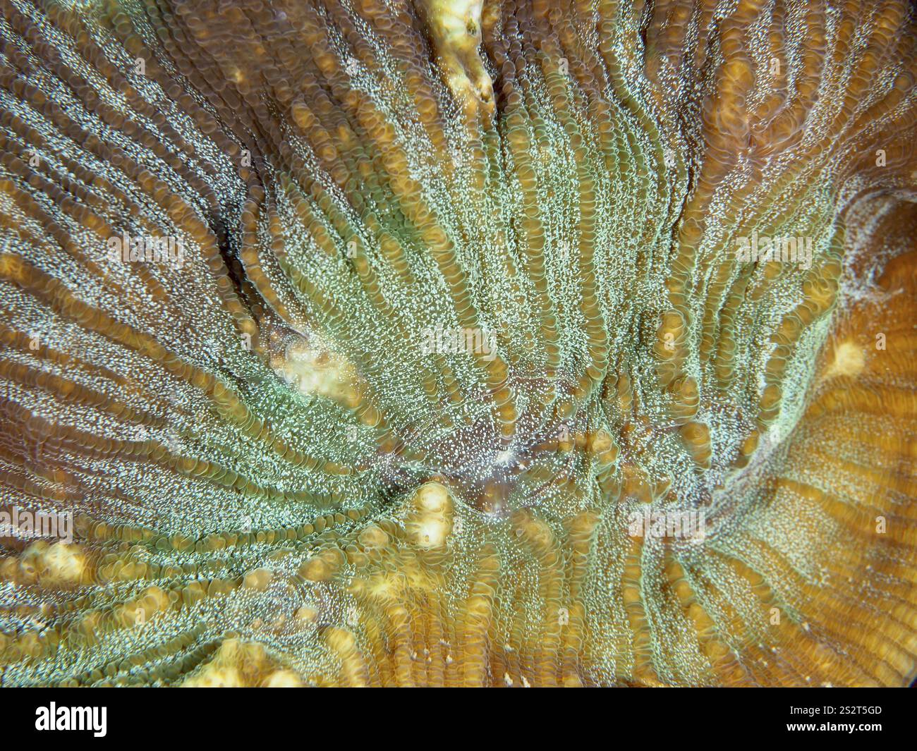 Trachyphyllia amarantus hi-res stock photography and images - Alamy