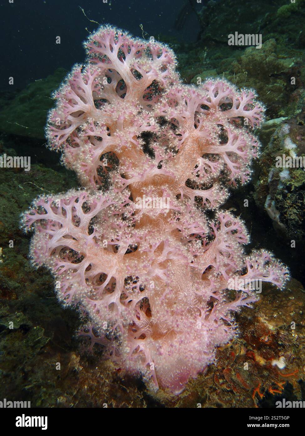 Nephthea Nephthea hi-res stock photography and images - Alamy