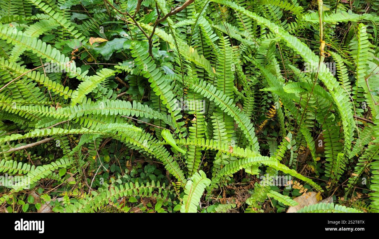 Fishbone Fern (Nephrolepis cordifolia Stock Photo - Alamy