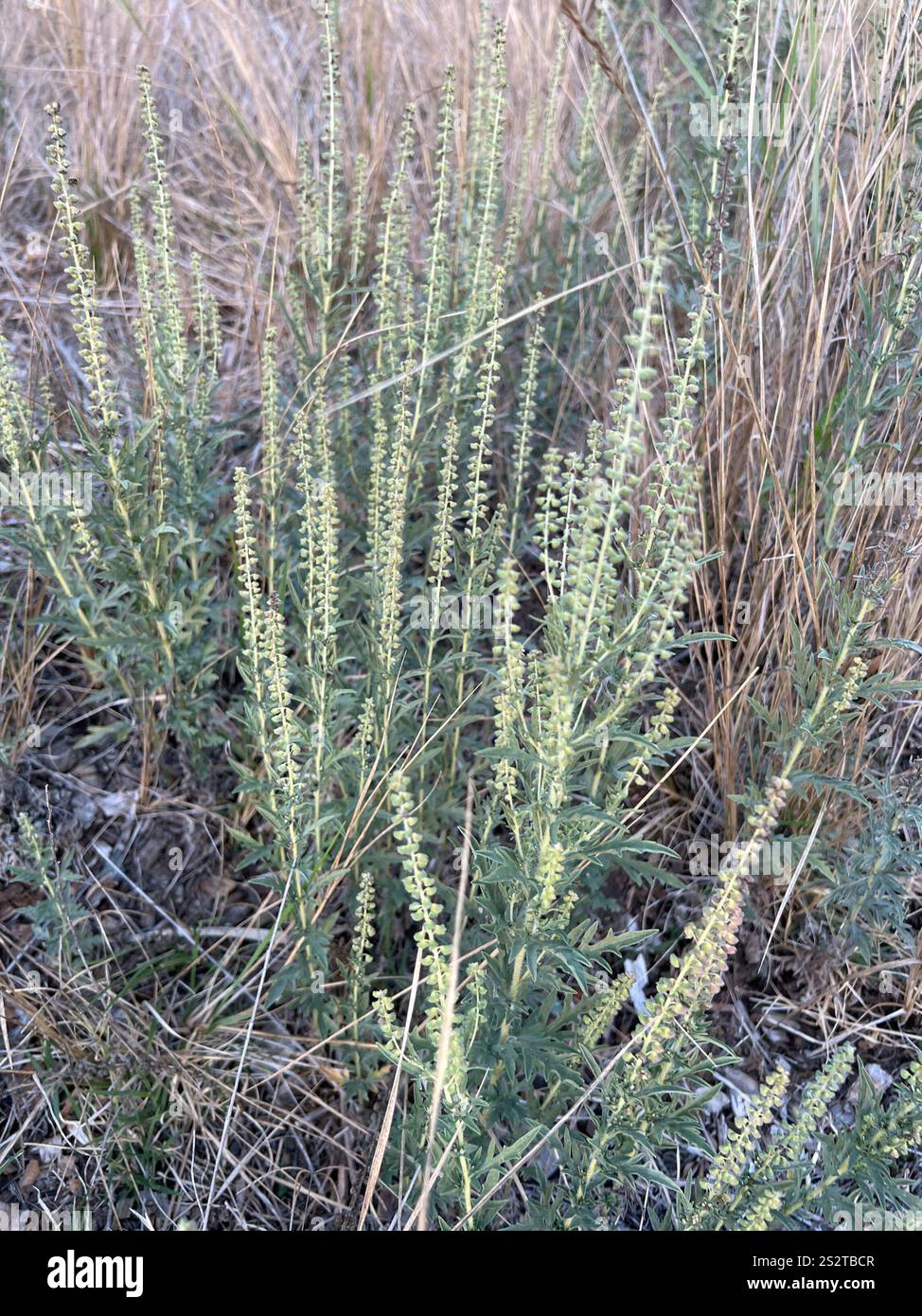 western ragweed (Ambrosia psilostachya Stock Photo - Alamy