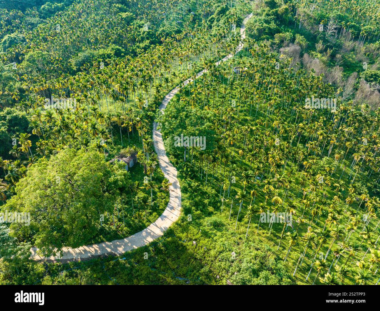 Aerial photography of betel nut plantation in Tunchang, Hainan Province ...