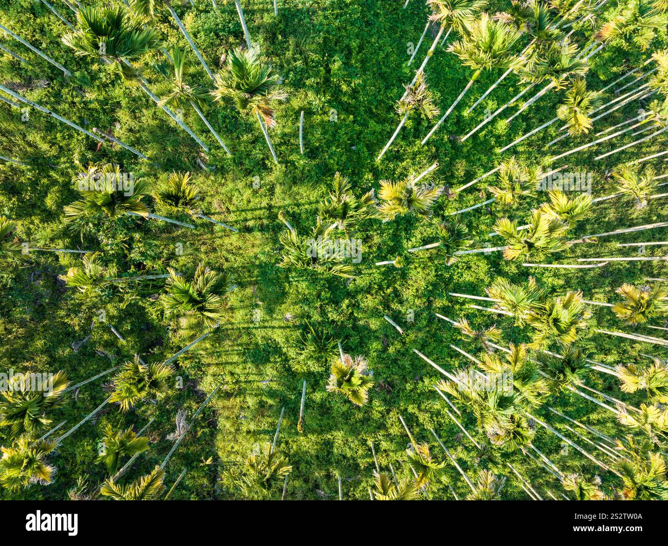 Aerial photography of betel nut plantation in Tunchang, Hainan Province ...
