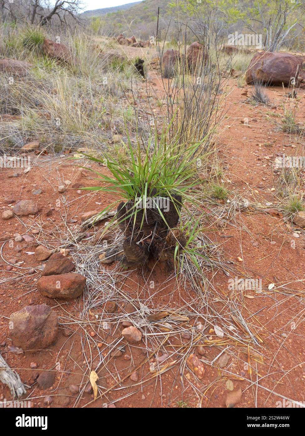 Xerophyta retinervis hi-res stock photography and images - Alamy